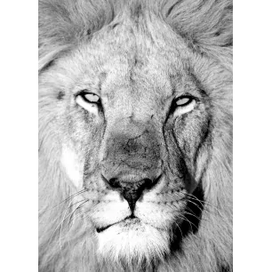 LION 1