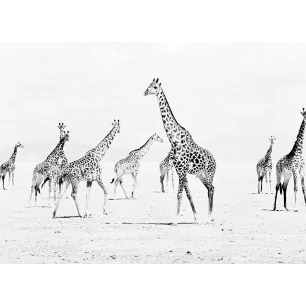 GIRAFES