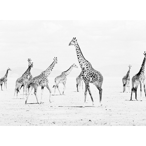 GIRAFES