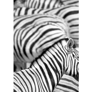 ZEBRE