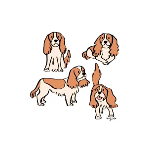 CAVALIER