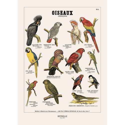 003 - OISEAUX PERROQUETS 211