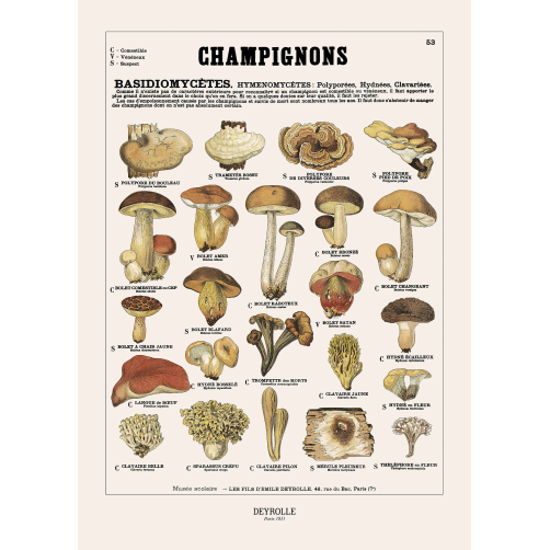 007 - CHAMPIGNONG 53