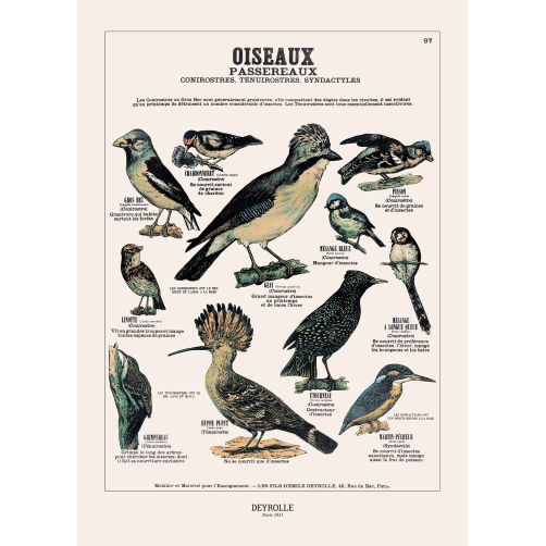 014 - OISEAUX PASSEREAUX 97