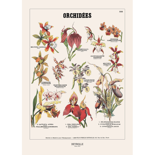 015 - ORCHIDÉES 228