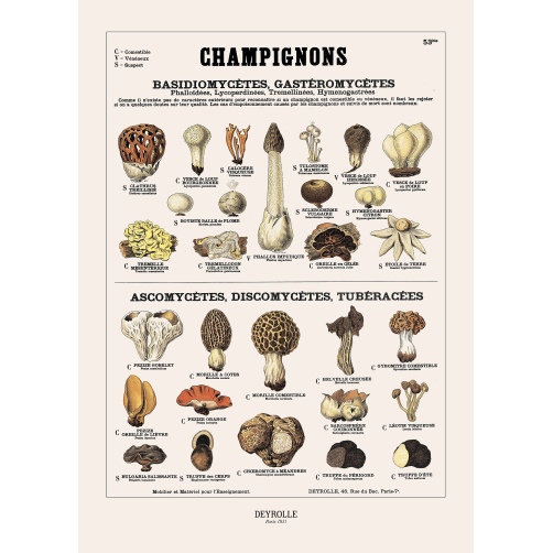 016 - CHAMPIGNONS 53 BIS