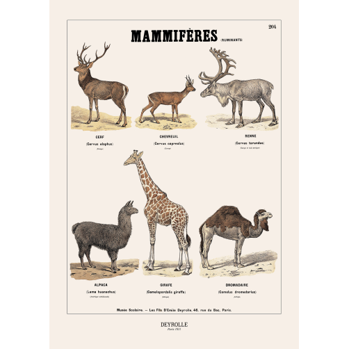 020 - MAMMIFÈRES 204