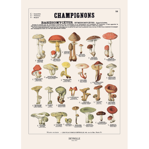 023 - CHAMPIGNONS 52