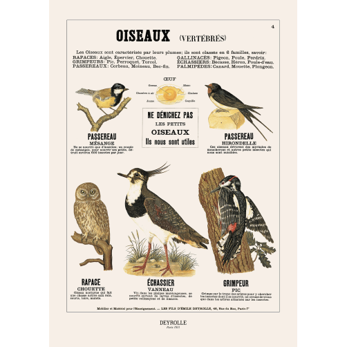 025 - OISEAUX VERTÉBRÉS