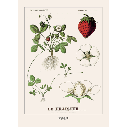 026 - FRAISIERS
