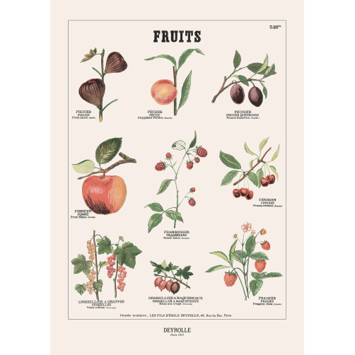 027 - FRUITS 532 BIS