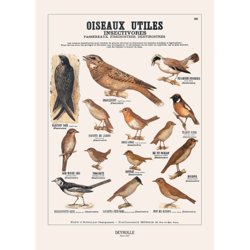 029 - OISEAUX UTILES 96