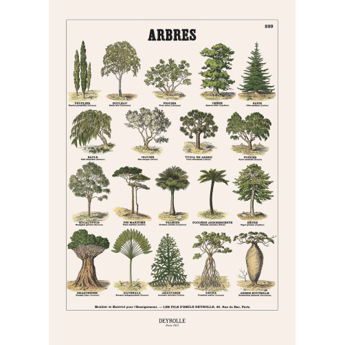 030 - ARBRES 229