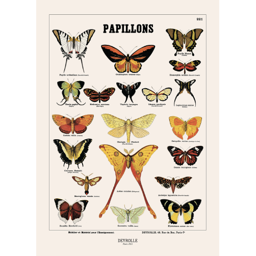 024 - PAPILLONS 221